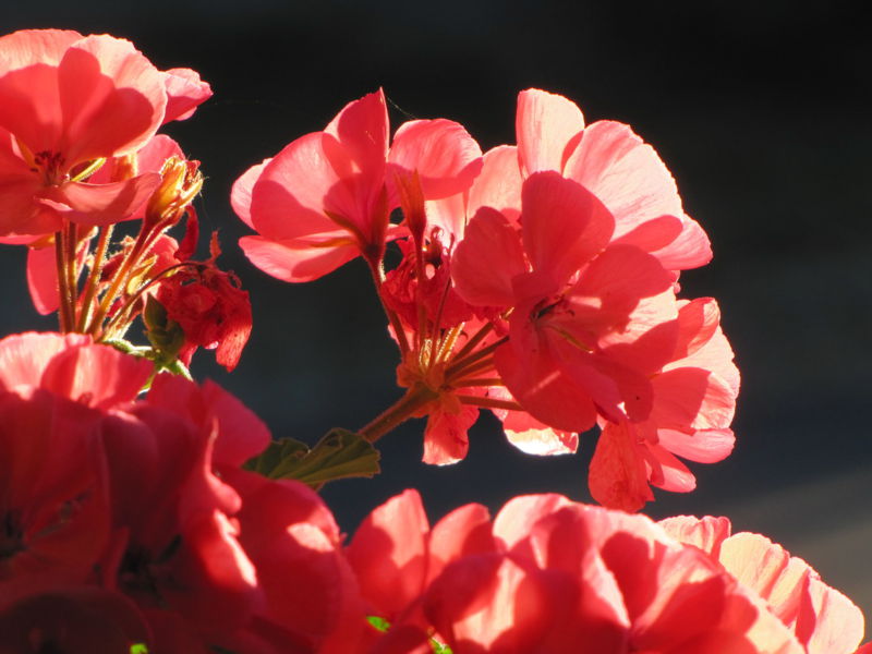 Datei:Balkonblumen Gegenlicht1.jpg