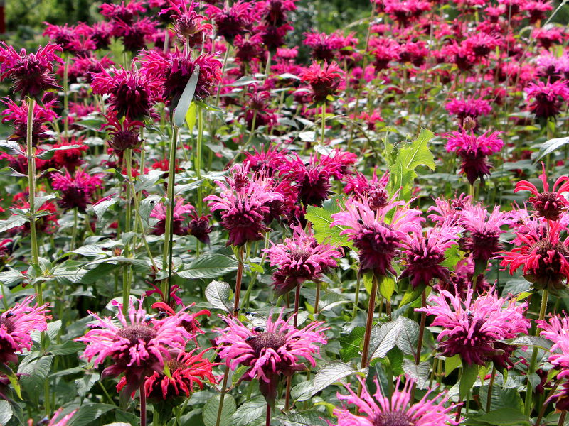 Datei:SG Indianernesselblüten-Parade.JPG