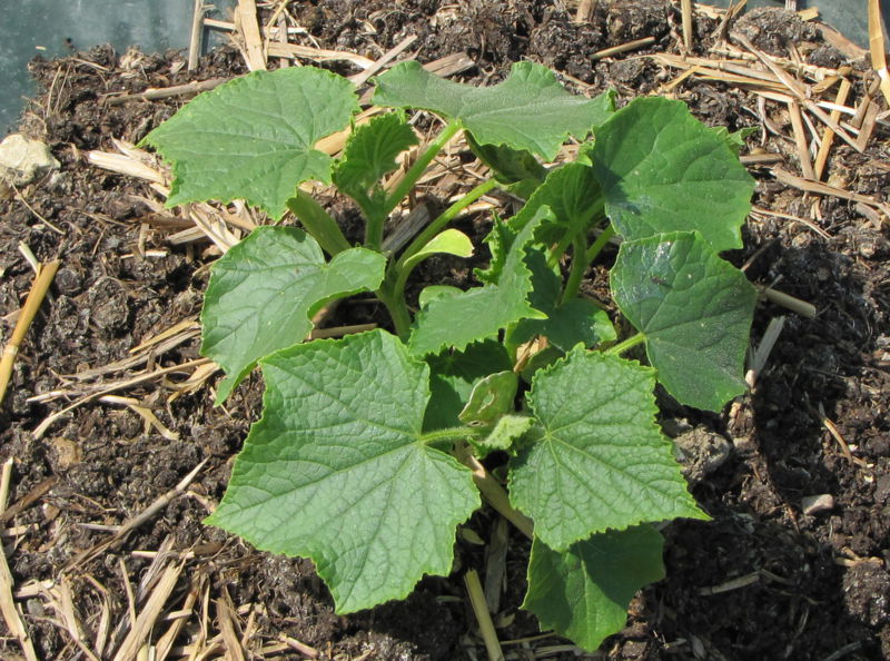 Datei:SG Foliengurken jung.jpg