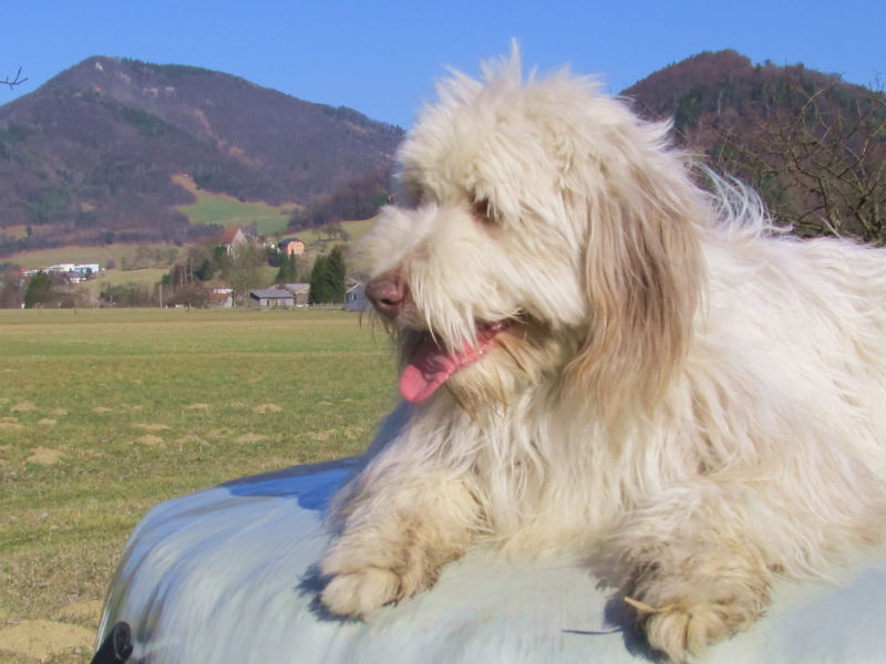 Datei:Paula am Ballen.jpg