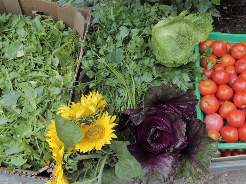 Datei:Sg Erntescheibtruhe9.jpg