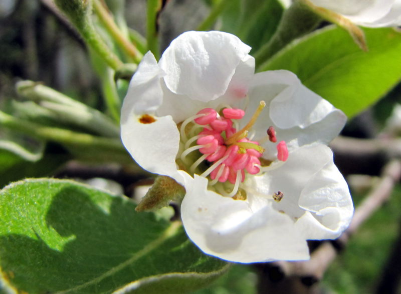 Datei:SG Erste Birnenblüte2012.jpg