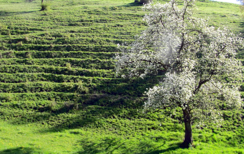 Datei:HR-Viehsteig Birnblüte.jpg