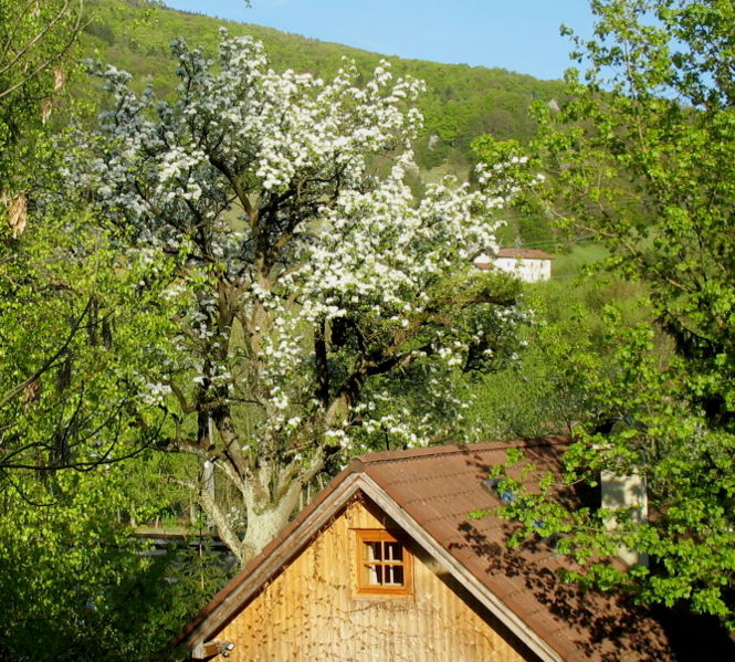 Datei:Marinahaus Birnbaumblüte.jpg