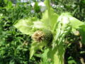 SG-Kohldistelblüte9.jpg