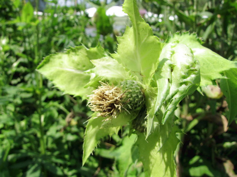 Datei:SG-Kohldistelblüte9.jpg