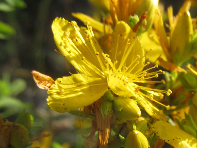 Datei:SG-Hypericum perforatum Blüte.jpg