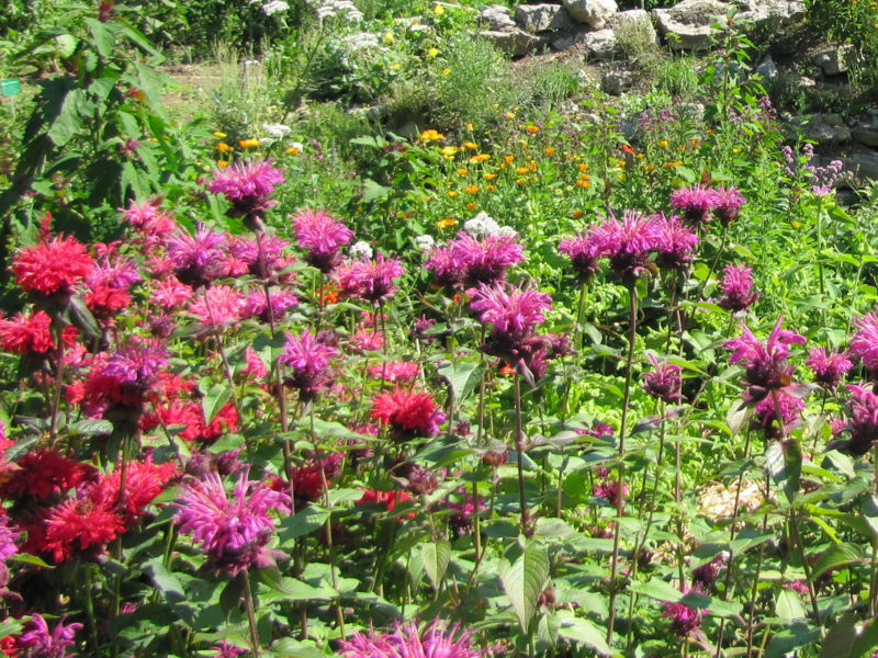 Datei:SG Indianernessel Blüten.jpg