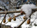 Sg Dirndlknospen Winter.jpg