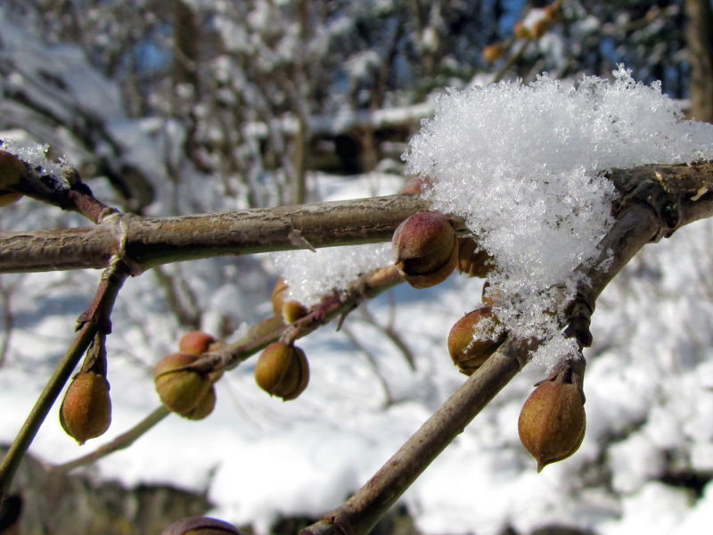 Datei:Sg Dirndlknospen Winter.jpg