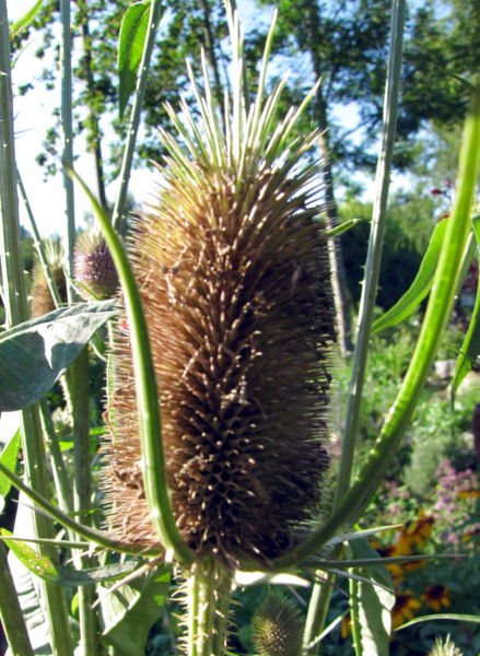 Datei:SG-Cardenblüte.jpg