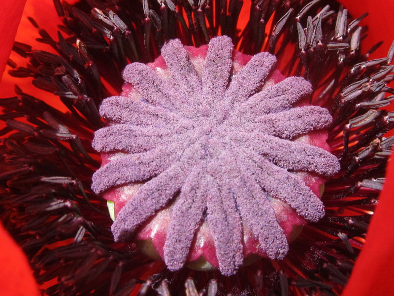 Datei:SG Mohnblüte Details.jpg