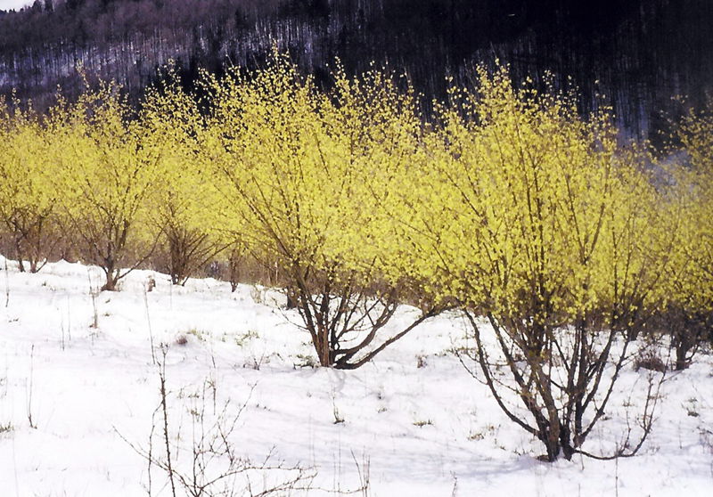 Datei:Dirndlblüte Schnee aus HRjpg.jpg