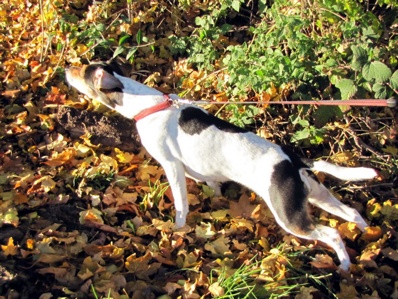 Datei:HR Hund will laufen.jpg