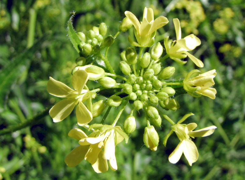Datei:SG Blüte Orien Zackenschötchen.jpg