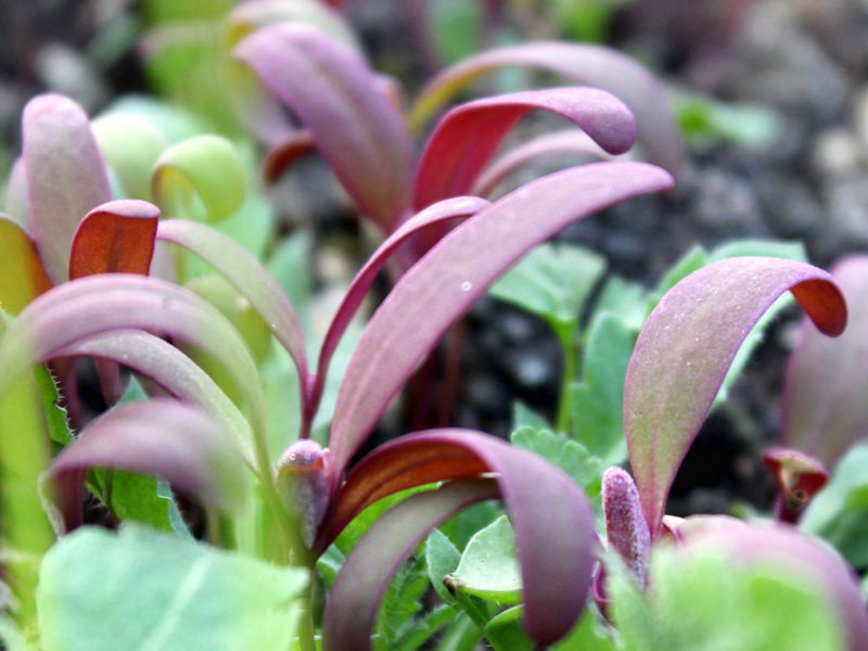 Datei:SG FT Magentamelde Keimblätter.jpg