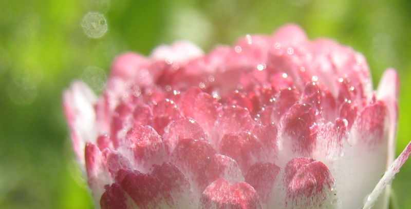 Datei:Gänseblümchen Ausschnitt.jpg