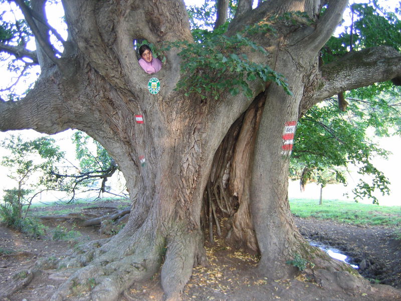 Datei:Linde Bärenlacke Johanna5.JPG