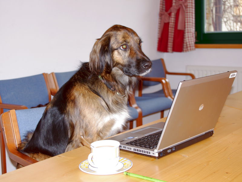 Datei:SeminarHund Notebook.jpg