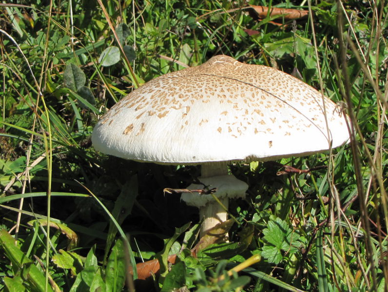Datei:Parasol1.jpg