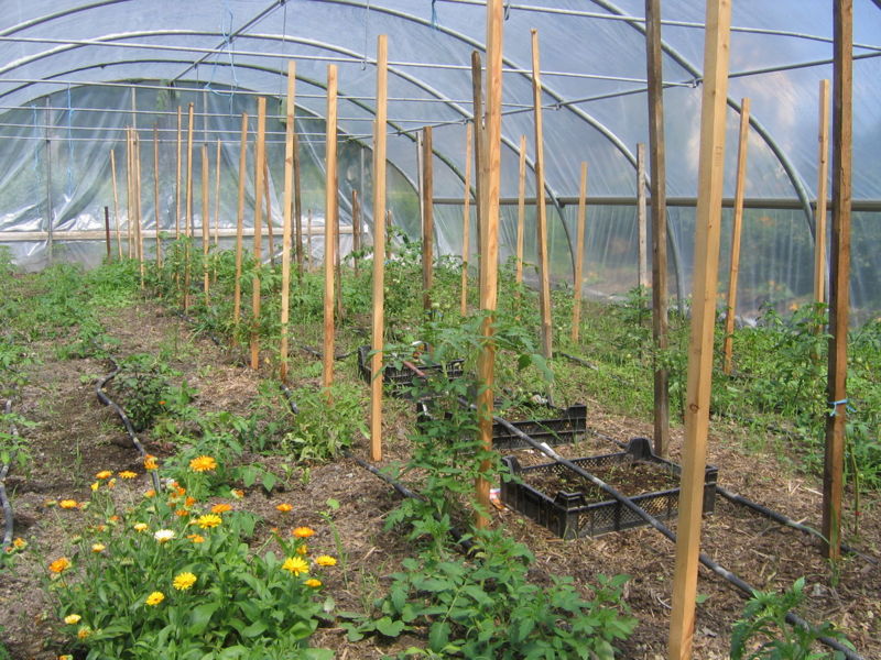 Datei:Beginn Folientunnel 07 2009.jpg