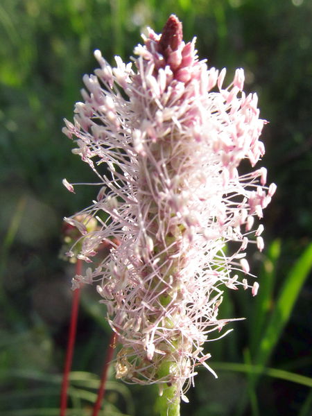 Datei:EST Blüte9.jpg