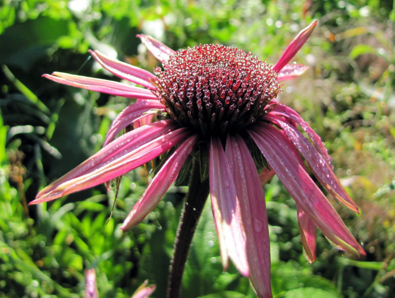 Datei:SG roter Sonnenhut Tau.jpg