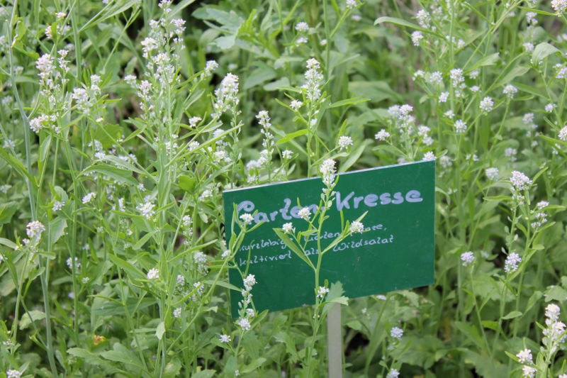 Datei:SG blühende Gartenkresse7.jpg