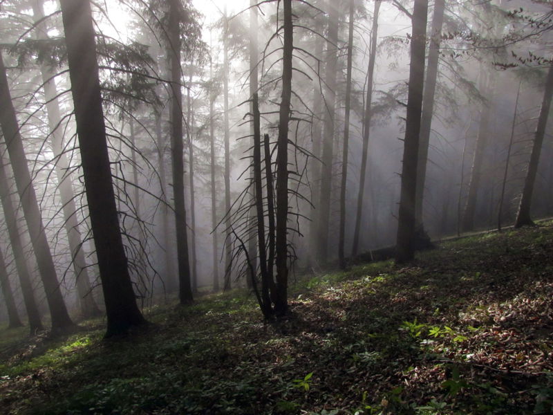 Datei:EST Waldweg-Nebelwald.jpg