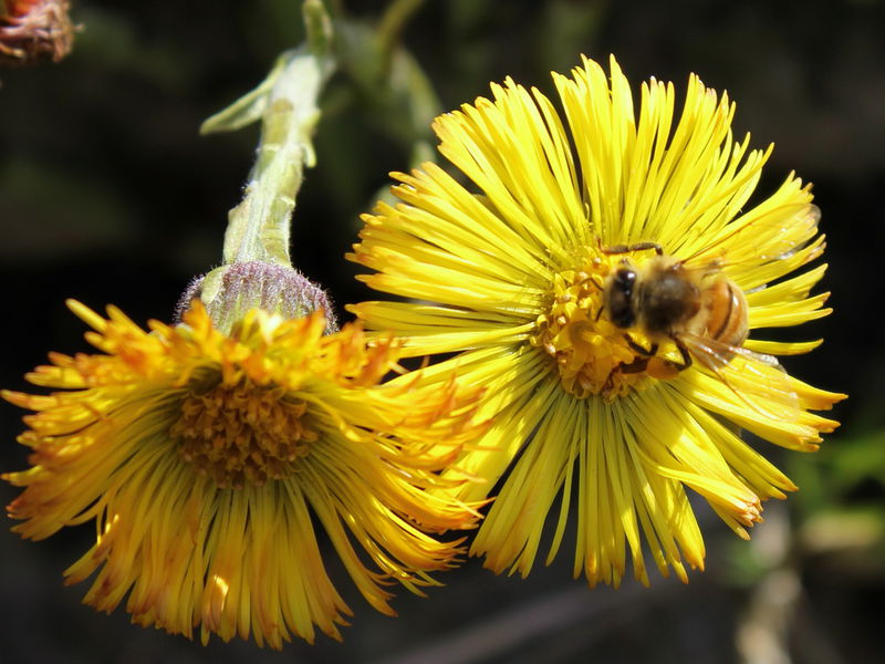 Datei:SG Huflattichblüte Biene.jpg