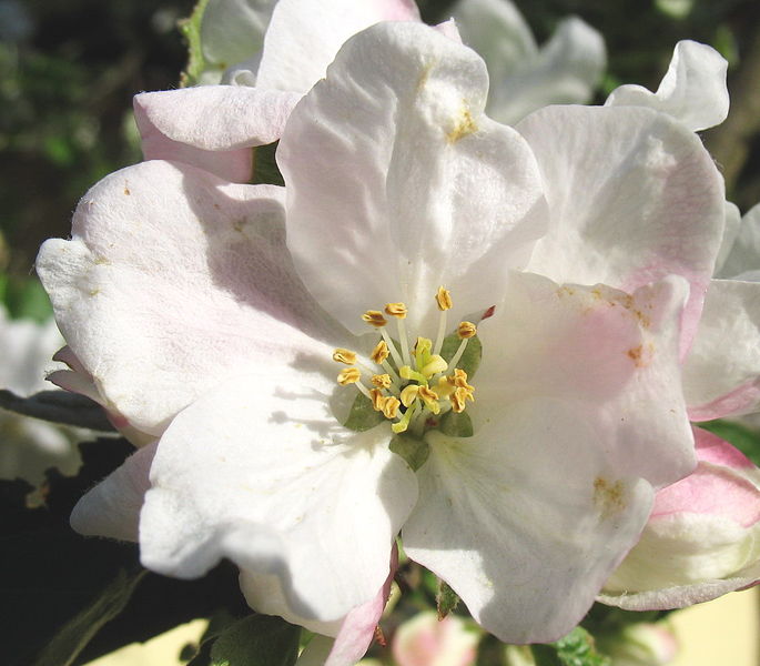 Datei:Birnbaumblüte einzeln.jpg