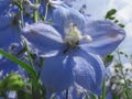 SG Ritterspornblüte.jpg