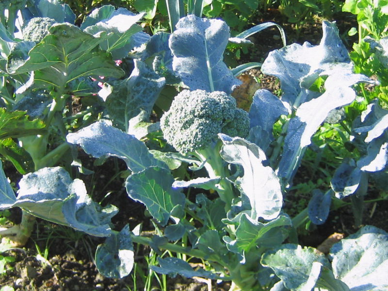 Datei:SG Broccoli2.jpg