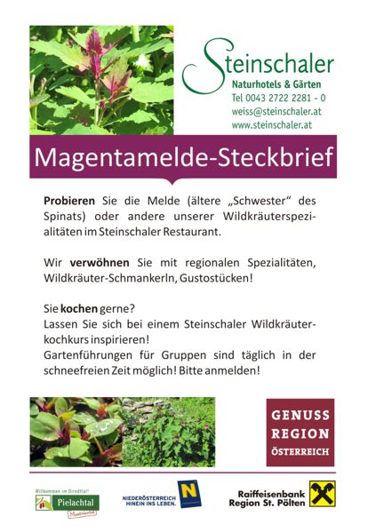 Datei:Magentamelde 2.jpg