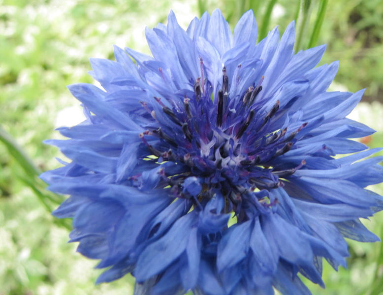 Datei:SG Kornblumenblüte.jpg