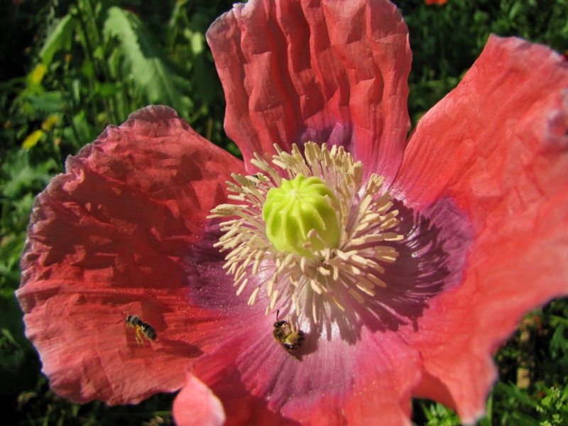 Datei:SG Mohnblumenblüte Biene.jpg