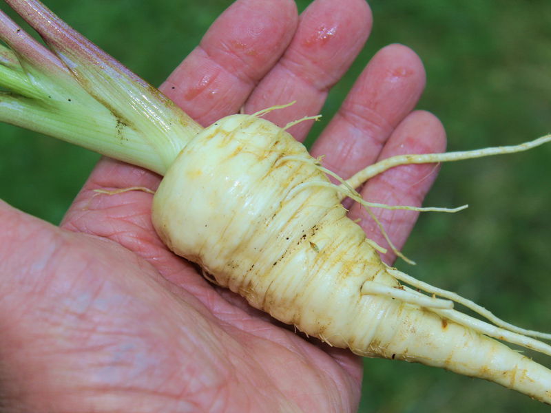 Datei:SG Pastinakwurzel Aug.jpg