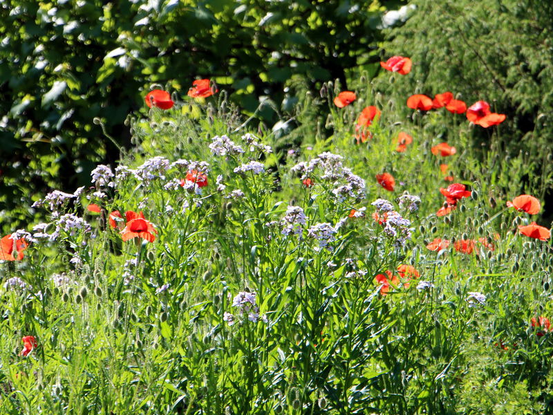 Datei:SG Blütenparadies6.jpg