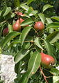 Birnen am Baum.jpg
