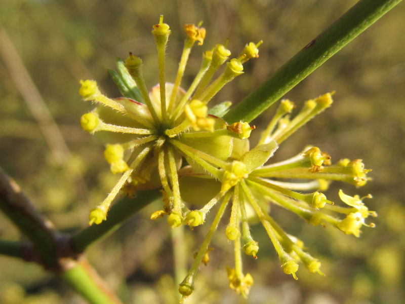 Datei:SG Dirndlblüte verblüht1.jpg