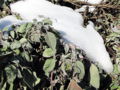 SG Salbei Schnee.jpg