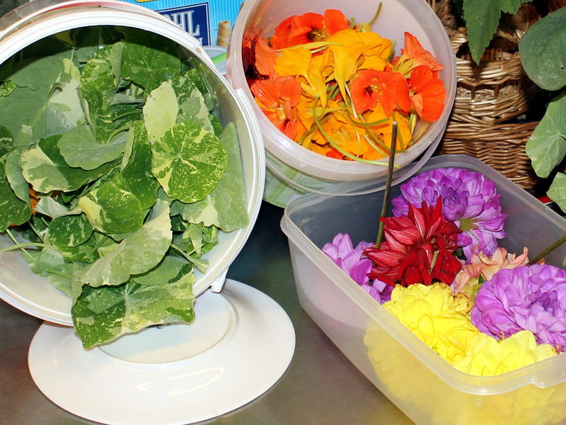 Datei:SK Kräuter f.Küche.jpg