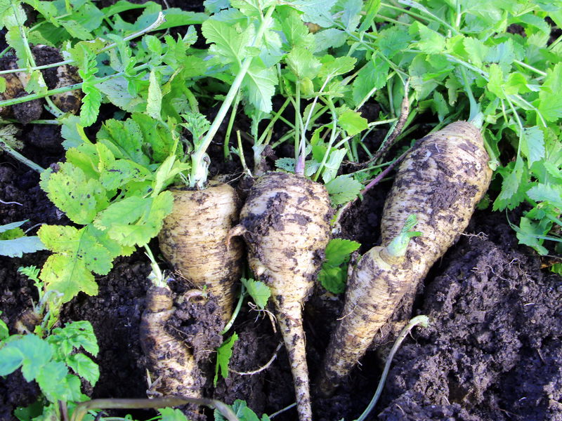Datei:SK frisch geerntete Pastinak.jpg