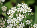 SG-Knolauchblüten.jpg
