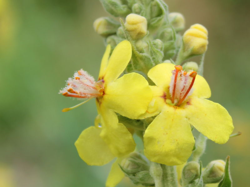 Datei:SG Königskerzenblüte4.jpg