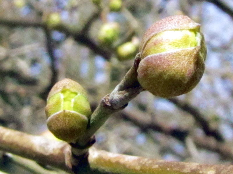Datei:SG Dirndlknospen9.jpg