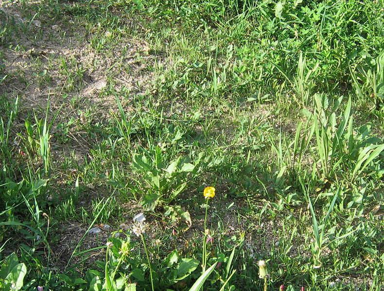 Datei:Heublumen nach 1 jahr.jpg