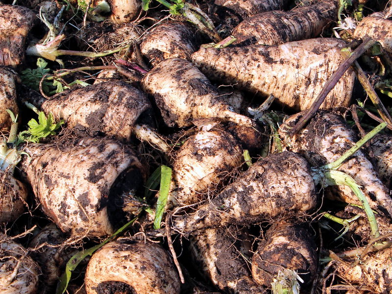 Datei:SG frischer Pastinak.jpg