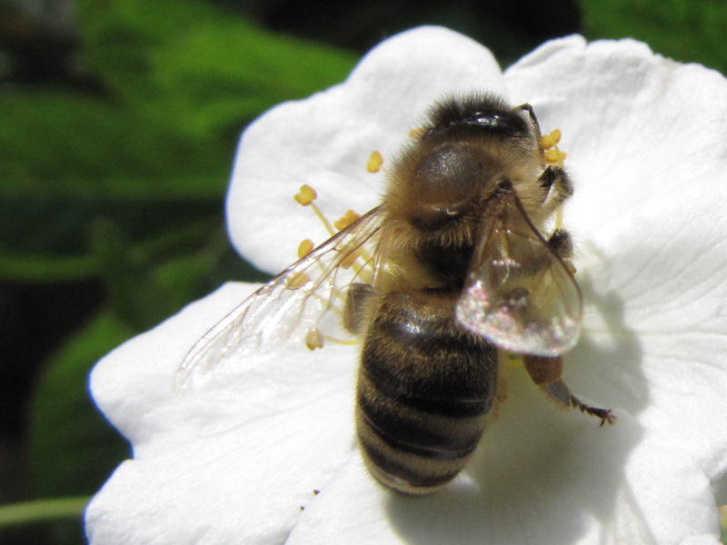 Datei:SG Biene Hetscherlblüte7.jpg