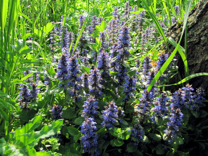 Datei:SG Günselblüte .jpg